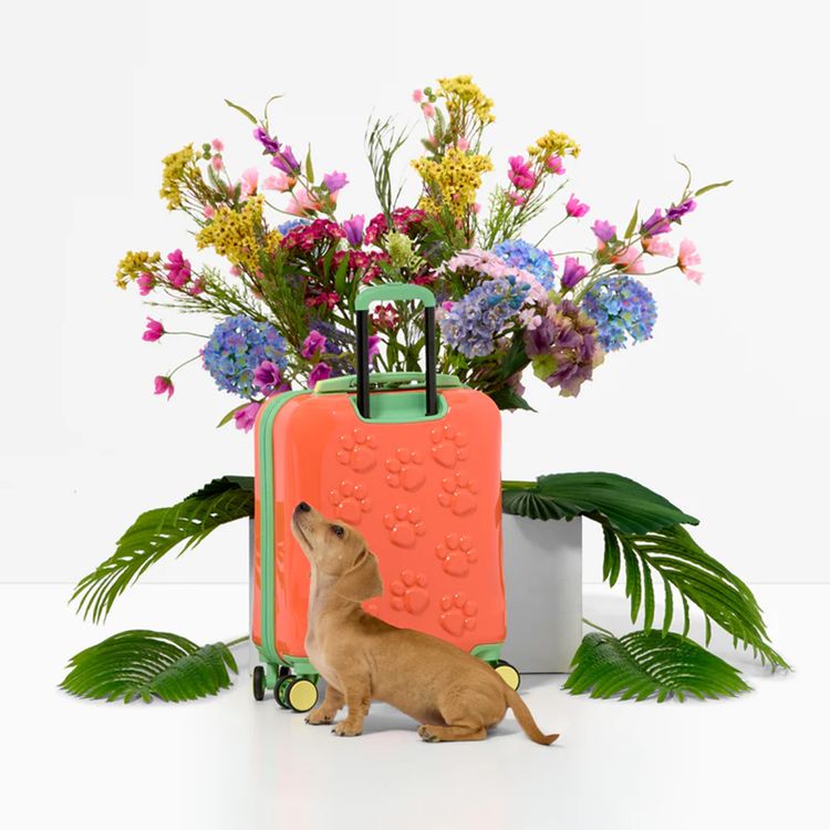 it Luggage Kids Model Daxie Luggage, Handy Top and Side Carry Handles, Telescopic Trolley Handle, 8-Wheel Spinner System, Underseat Size, 24L Capacity