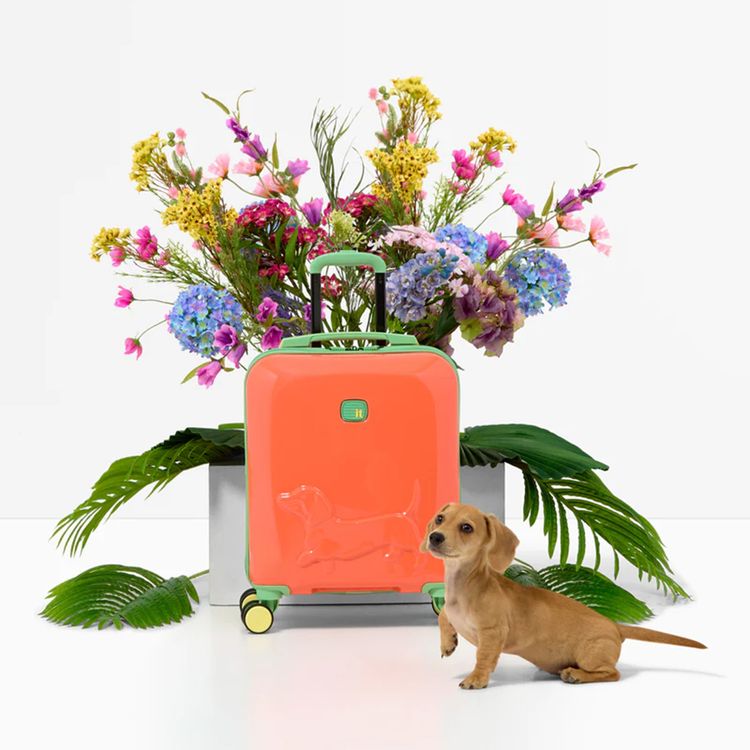 it Luggage Kids Model Daxie Luggage, Handy Top and Side Carry Handles, Telescopic Trolley Handle, 8-Wheel Spinner System, Underseat Size, 24L Capacity